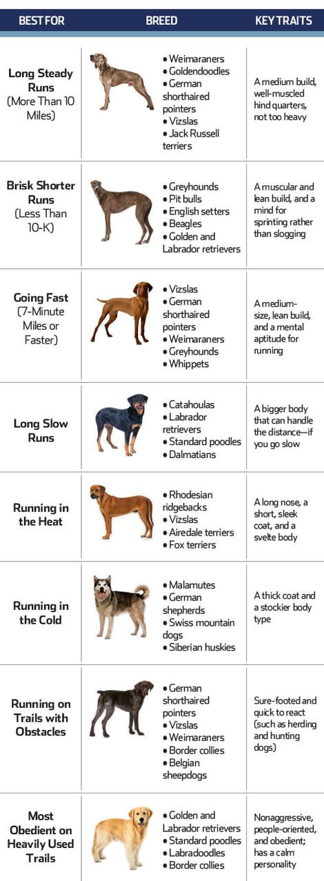 10 Best Dog Breeds for Runners
