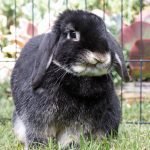10 Sounds That Rabbits Make And What They Mean