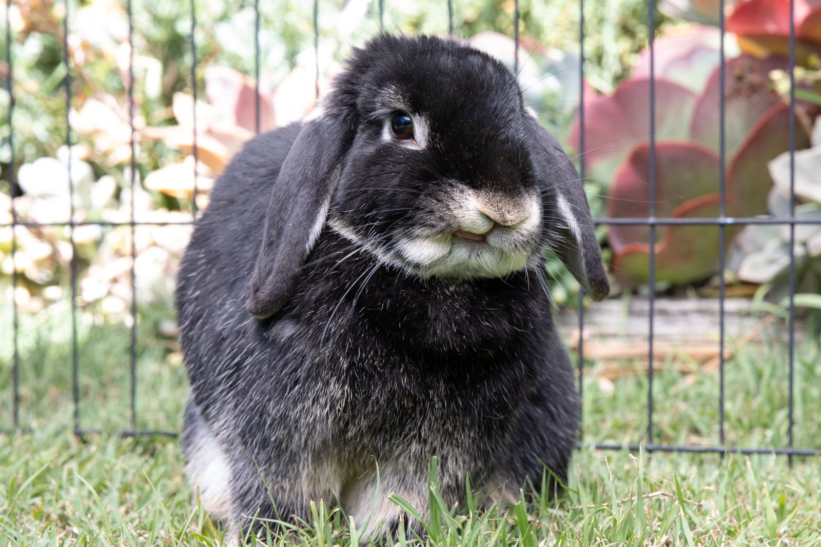 10 Sounds That Rabbits Make And What They Mean
