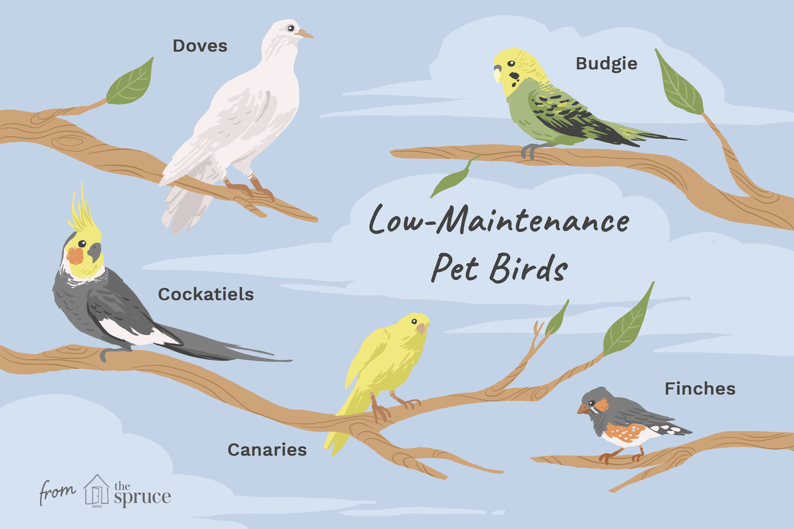 10 Top Low-Maintenance Pet Bird Species