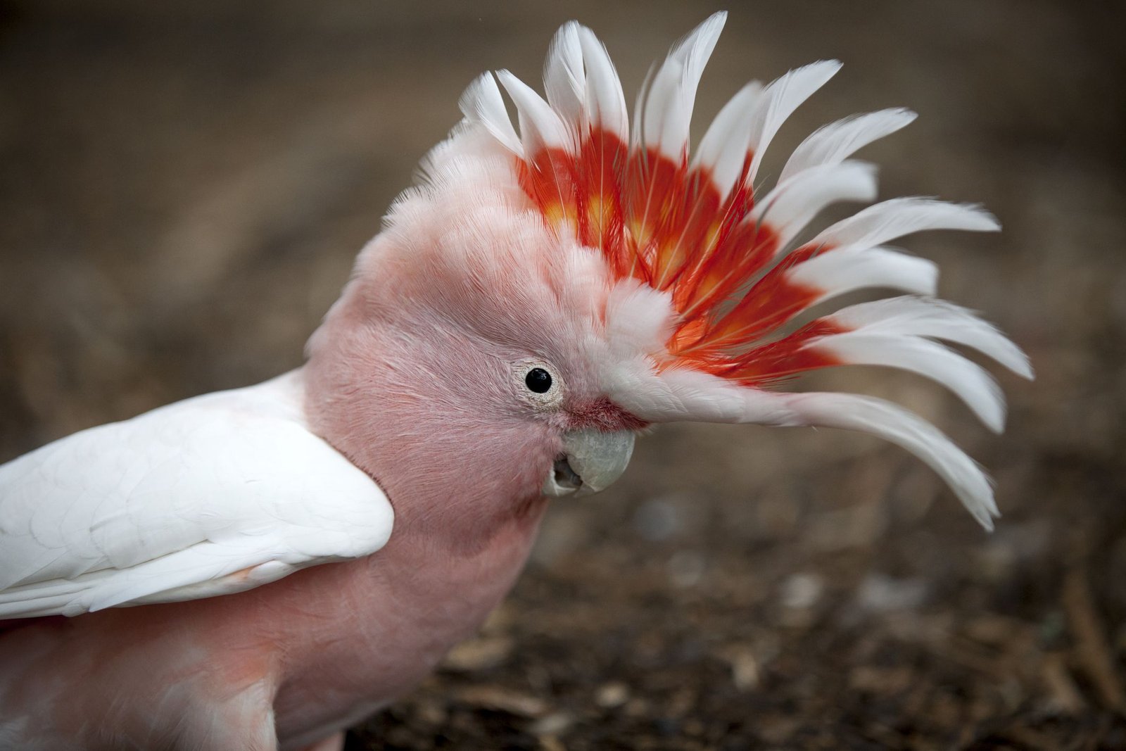 10 Top Pet Cockatoo Species