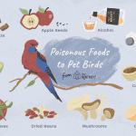 15 Common Foods That Can Poison Your Bird
