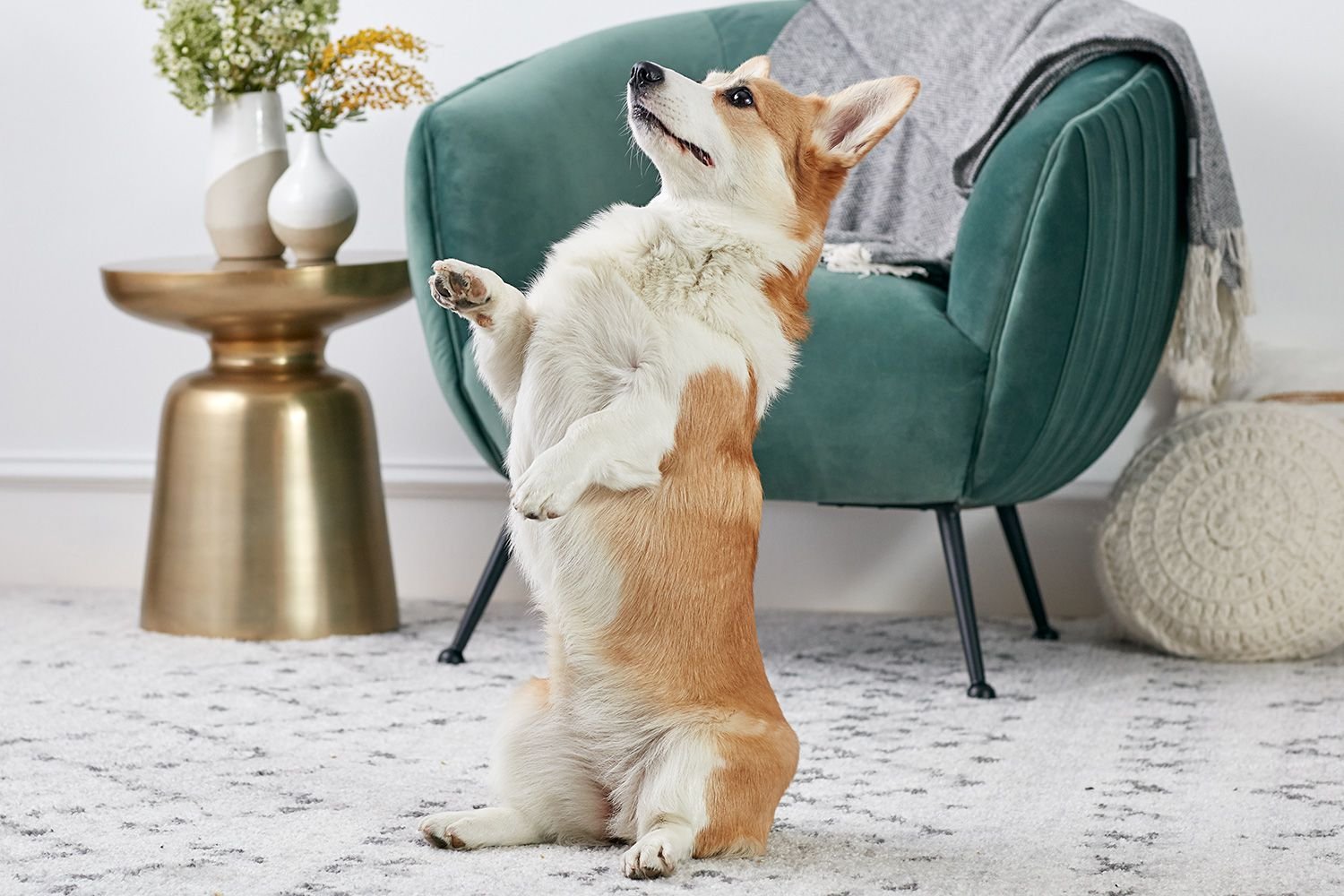 21 Fun And Popular Dog Tricks Any Dog Can Learn