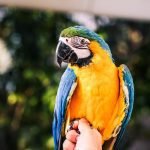 5 Best Large Parrots to Keep As Pets