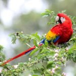 5 Fun Facts About Macaws