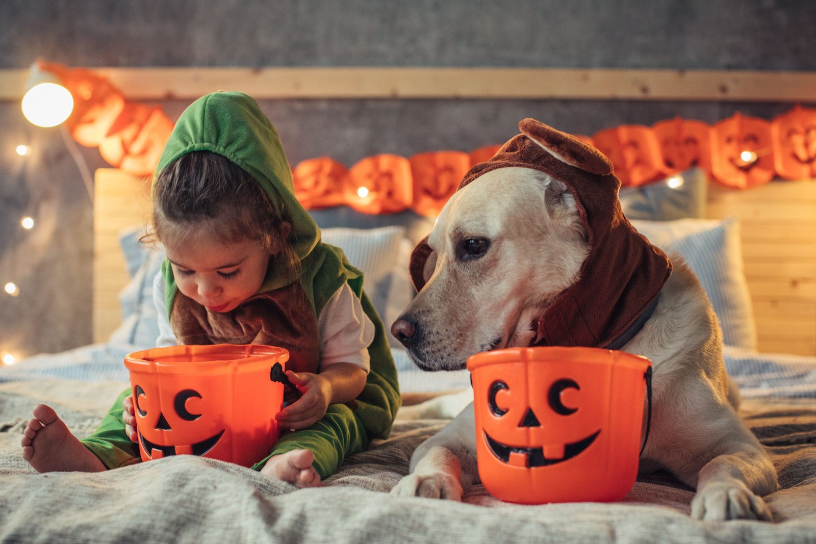 8 Halloween Safety Tips for Pets
