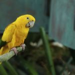 8 Top Yellow Parrots to Keep As Pets