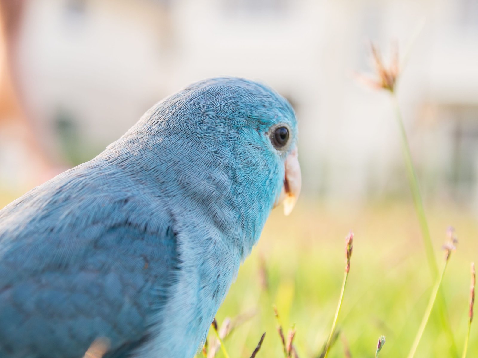 9 Top Blue Parrot Species to Keep As Pets