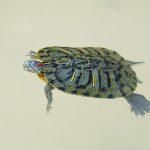 All About Keeping Pet Aquatic Turtles