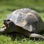 An Introduction to Pet Tortoises