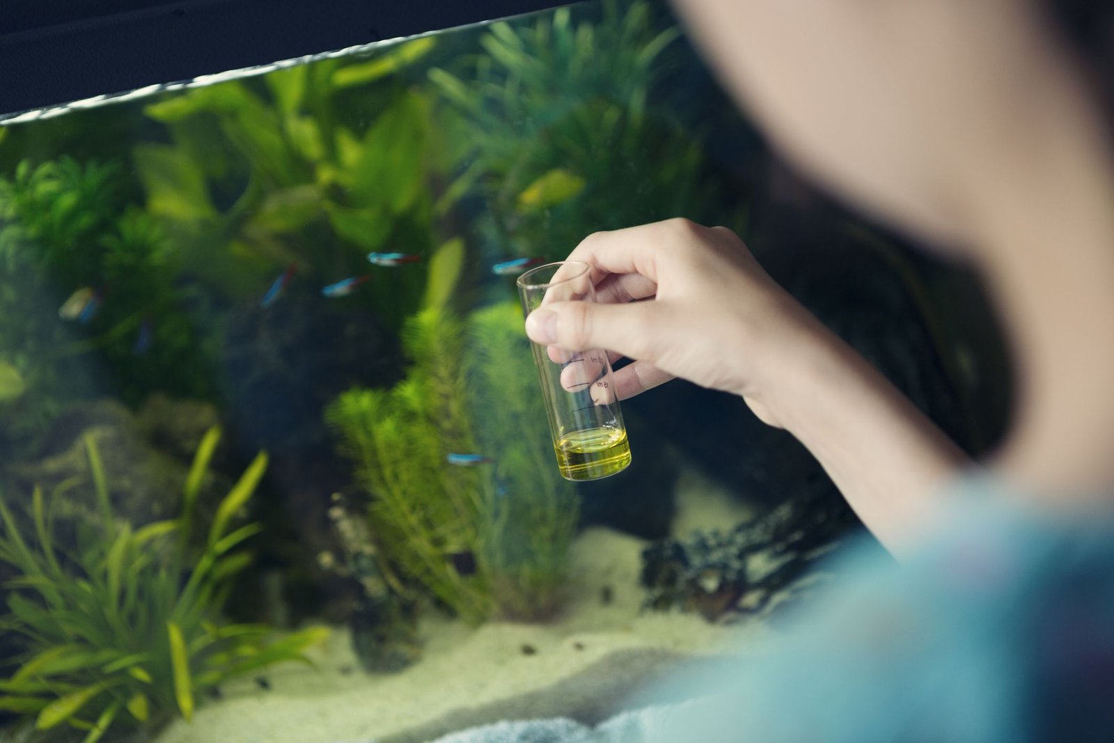 Aquarium Water Parameters to Control for Healthy Fish