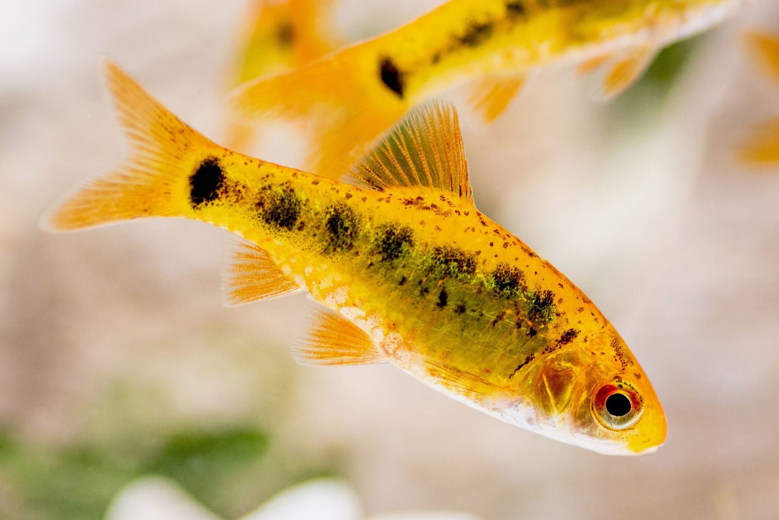 Barb: Fish Species Profile