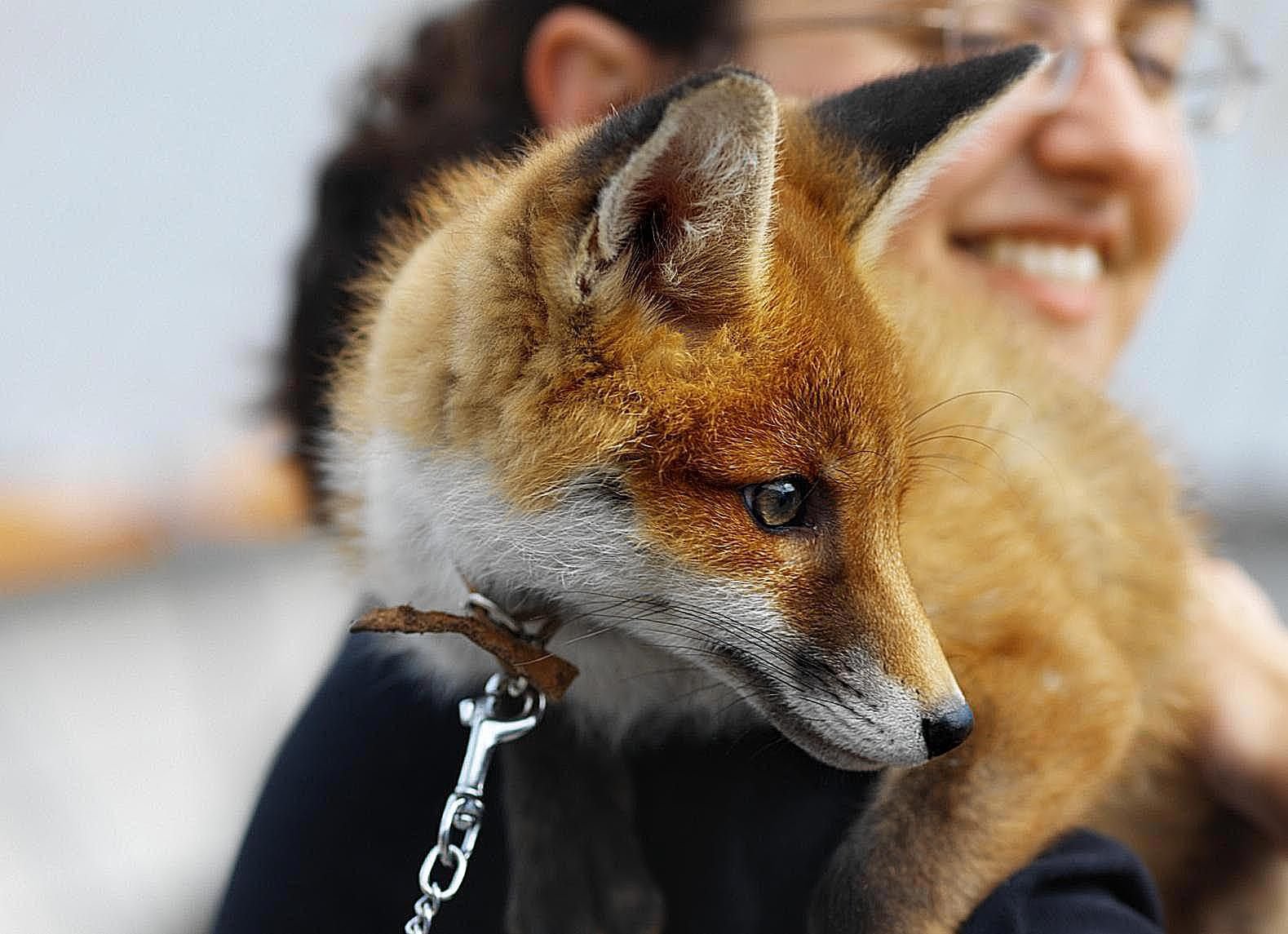 Best Foxes to Keep As Pets