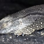 Black-Throated Monitor Species Profile