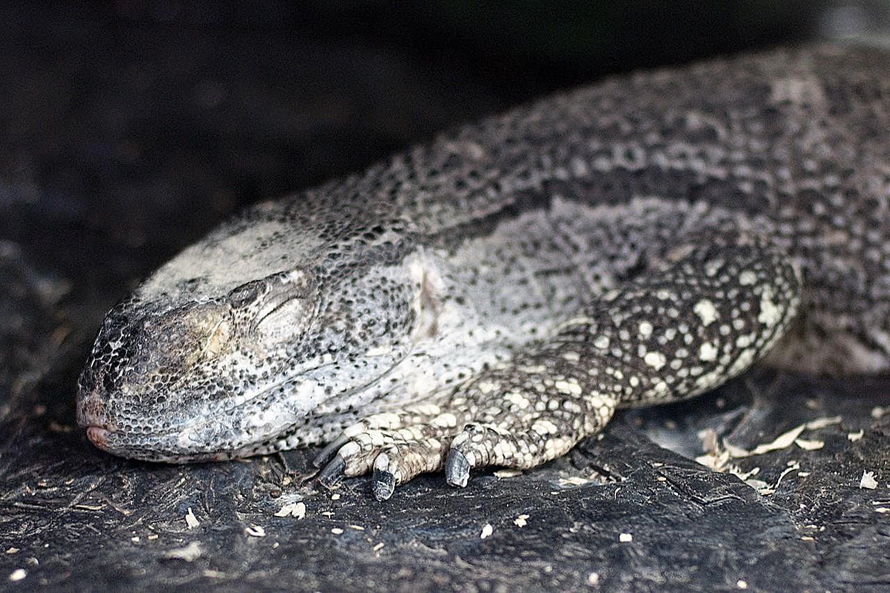 Black-Throated Monitor Species Profile