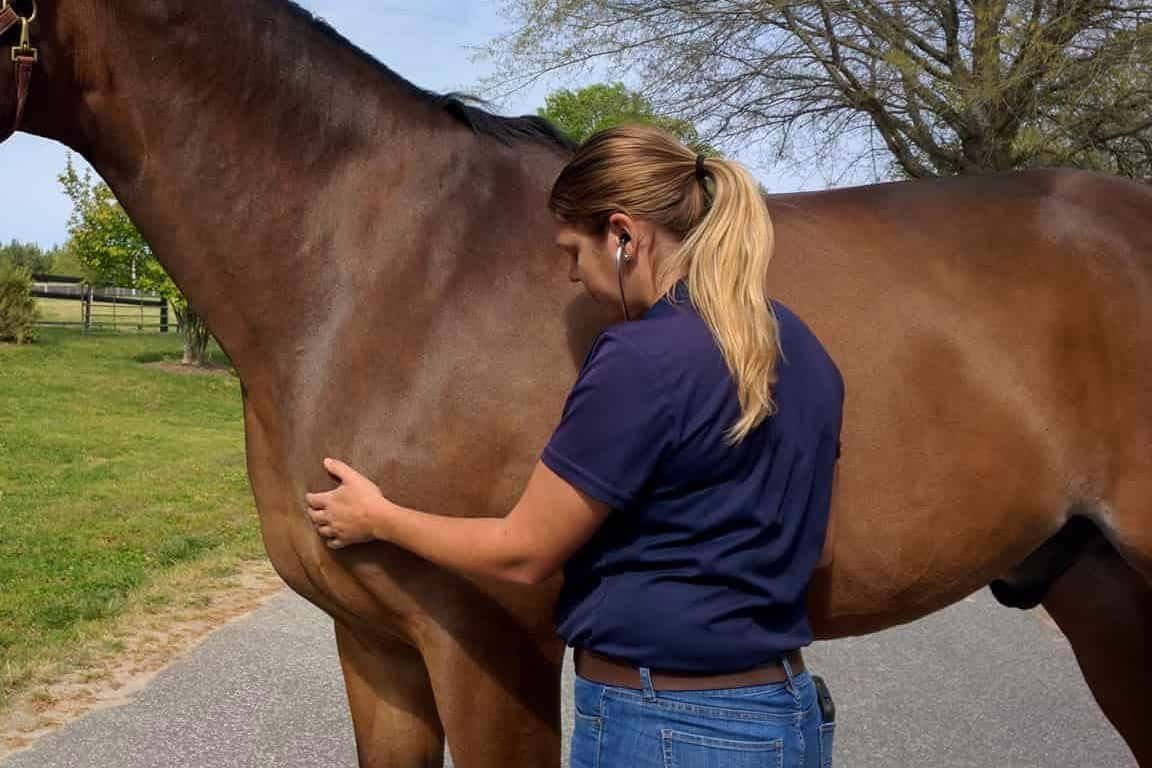 Common Causes of Sudden Death in Horses