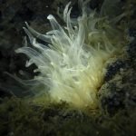 Eliminating Aiptasia Anemones From Saltwater Aquariums