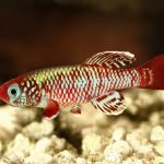 Everything You Need to Know About Killifish