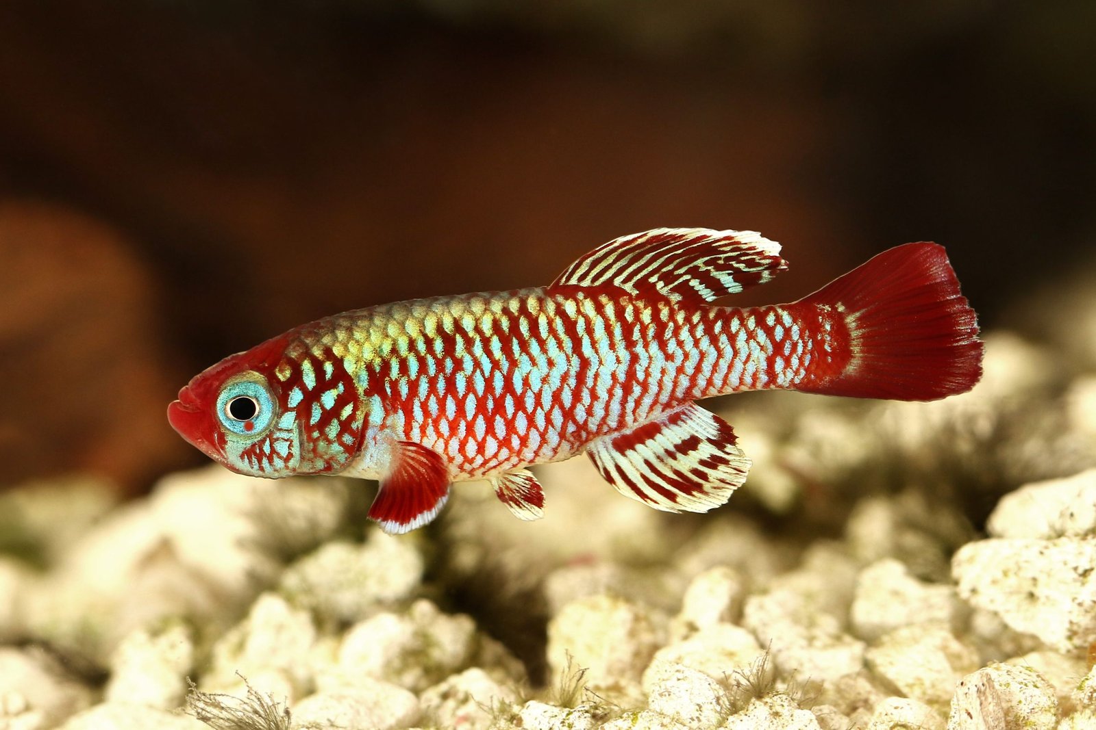 Everything You Need to Know About Killifish