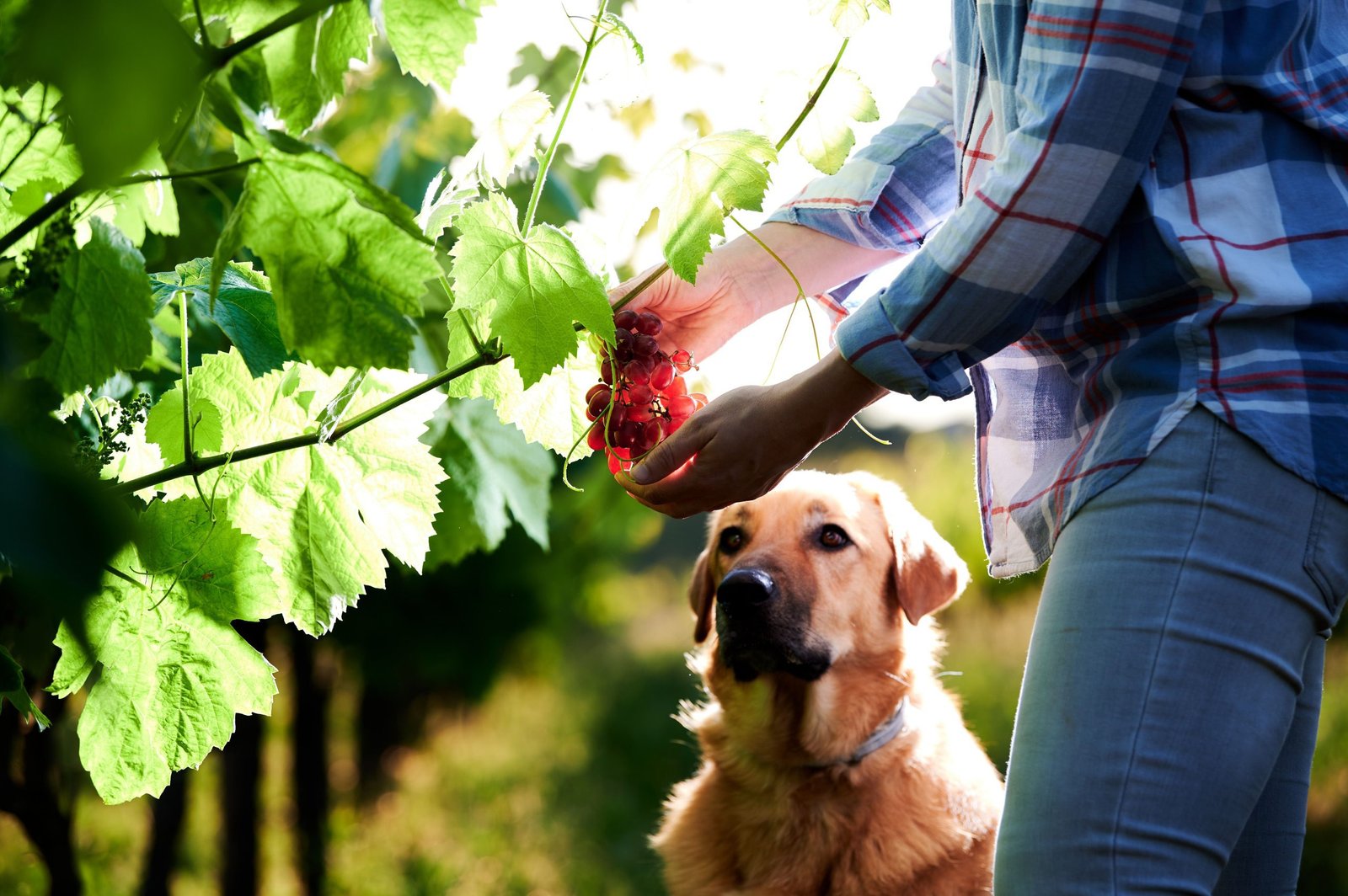 Exploring Pet-Friendly Wineries: Types, Locations, And More
