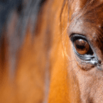 Eye Infections in Horses
