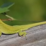Green Anole: Species Profile