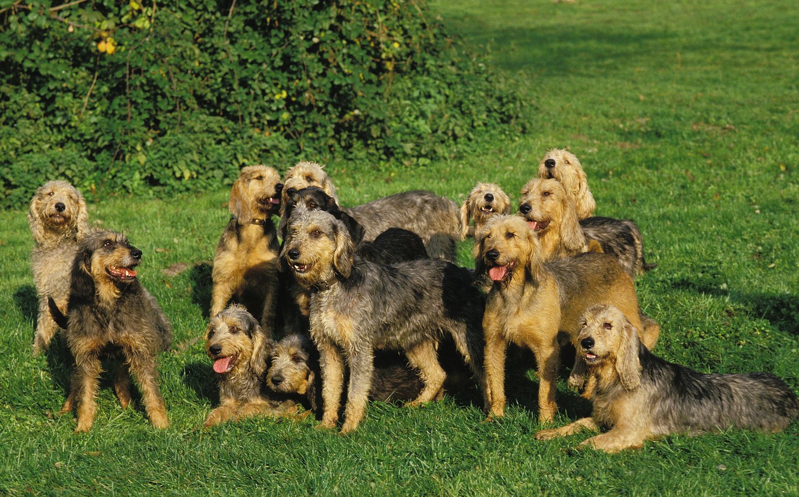 news feed Griffon Nivernais: Dog Breed Characteristics And Care