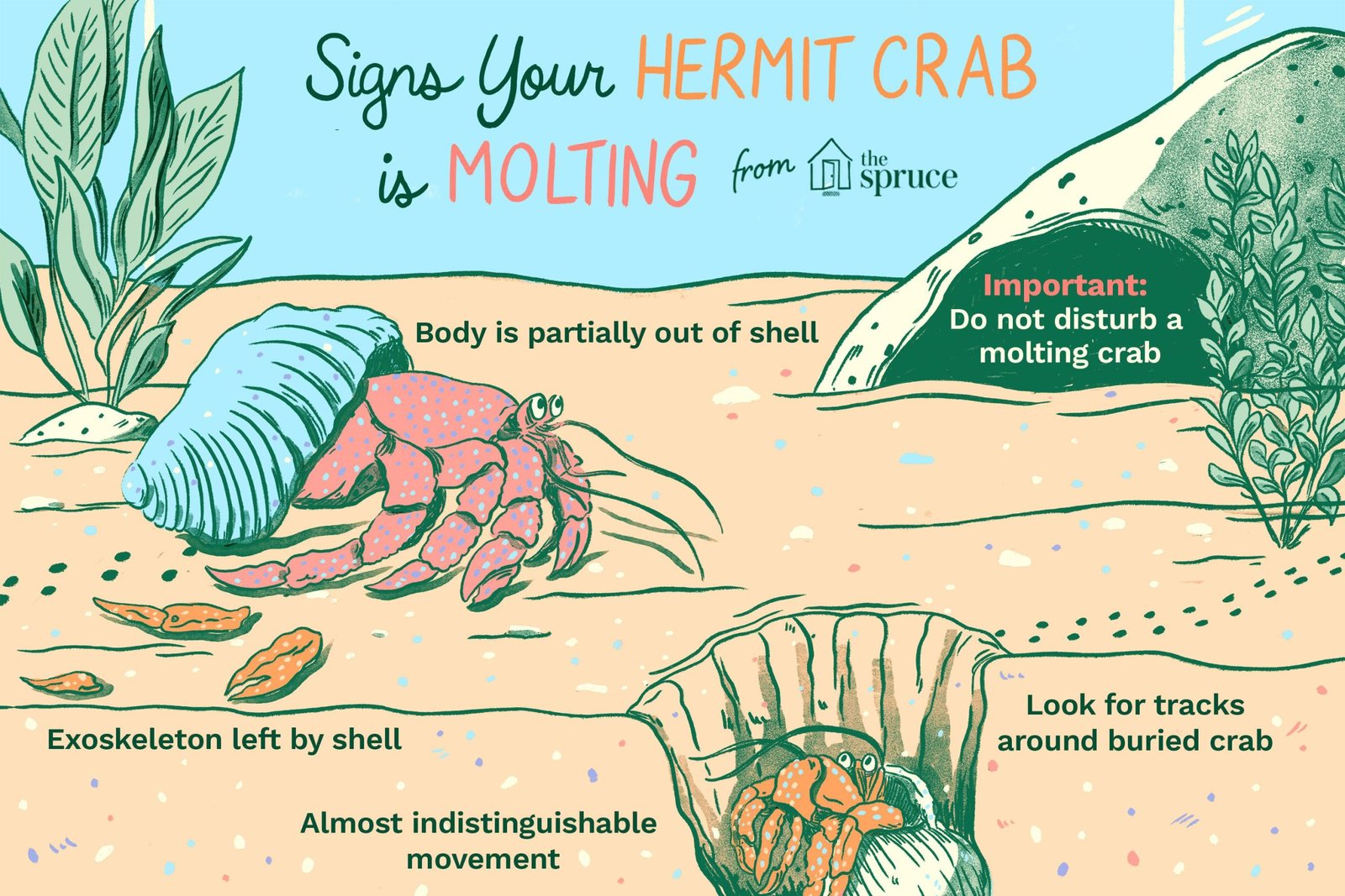 Hermit Crab Molting Signs
