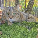 Highlander: Cat Breed Profile, Characteristics & Care