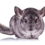How to Care for a Pet Chinchilla