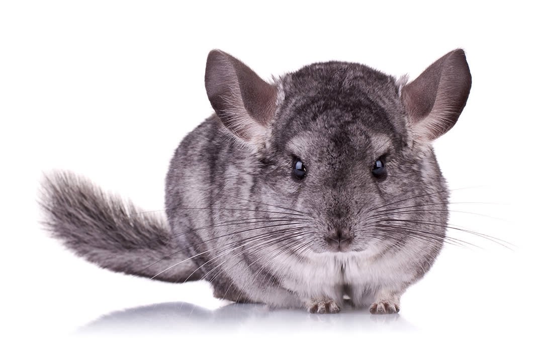 How to Care for a Pet Chinchilla