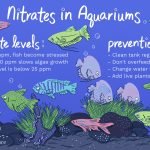 How to Quickly Reduce Nitrate in a Fish Tank