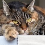 How to Solve Behavior Problems in Cats