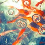 How to Treat Gas Bubble Disease in Freshwater Fish