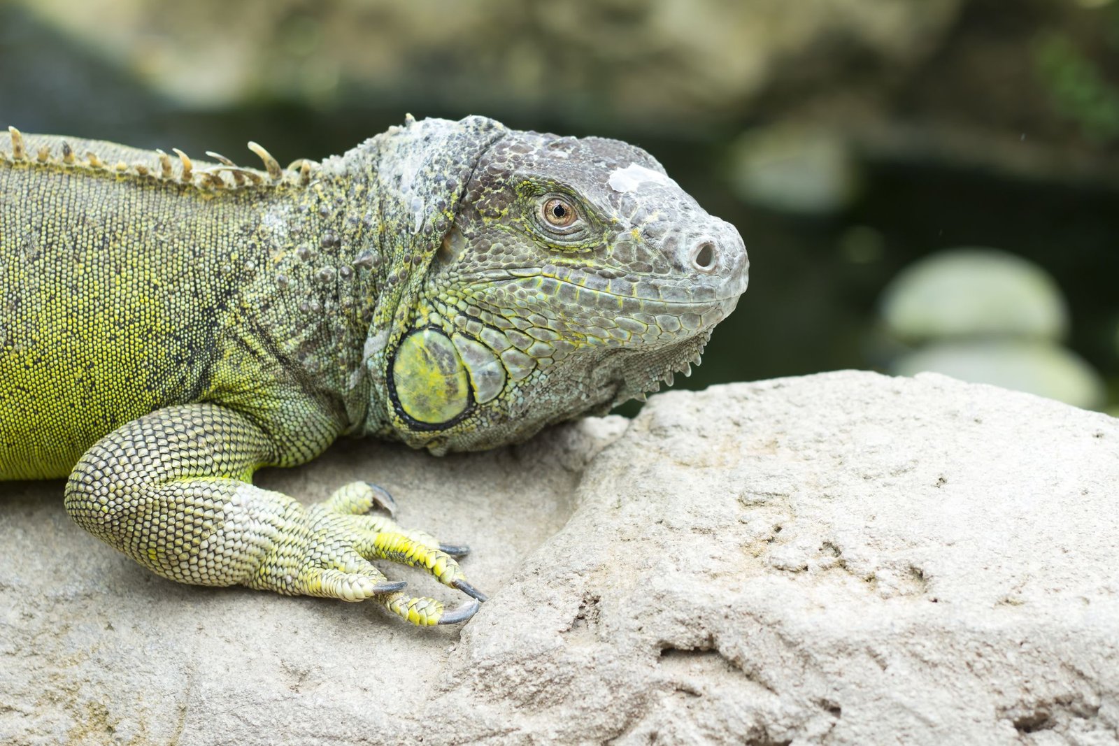 Iguana: Species Profile