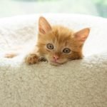 Kitten Development in the First Six Weeks of Life
