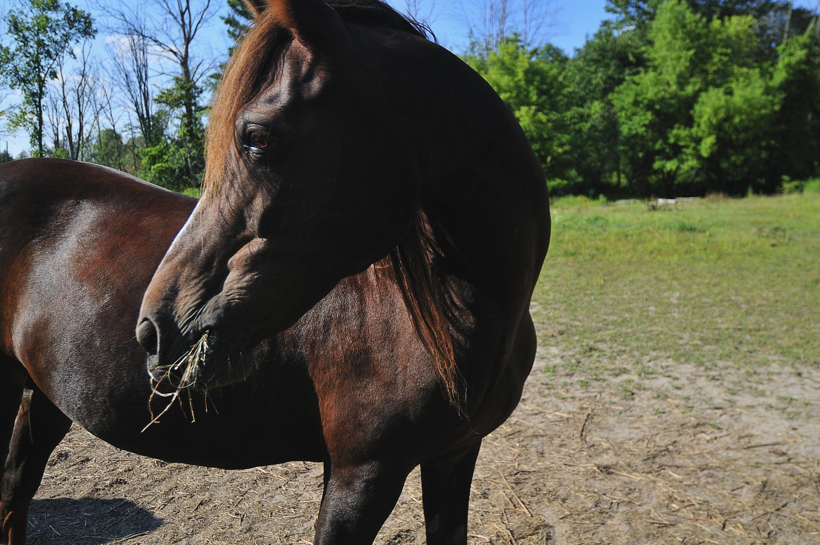 Morgan Horse: Breed Profile