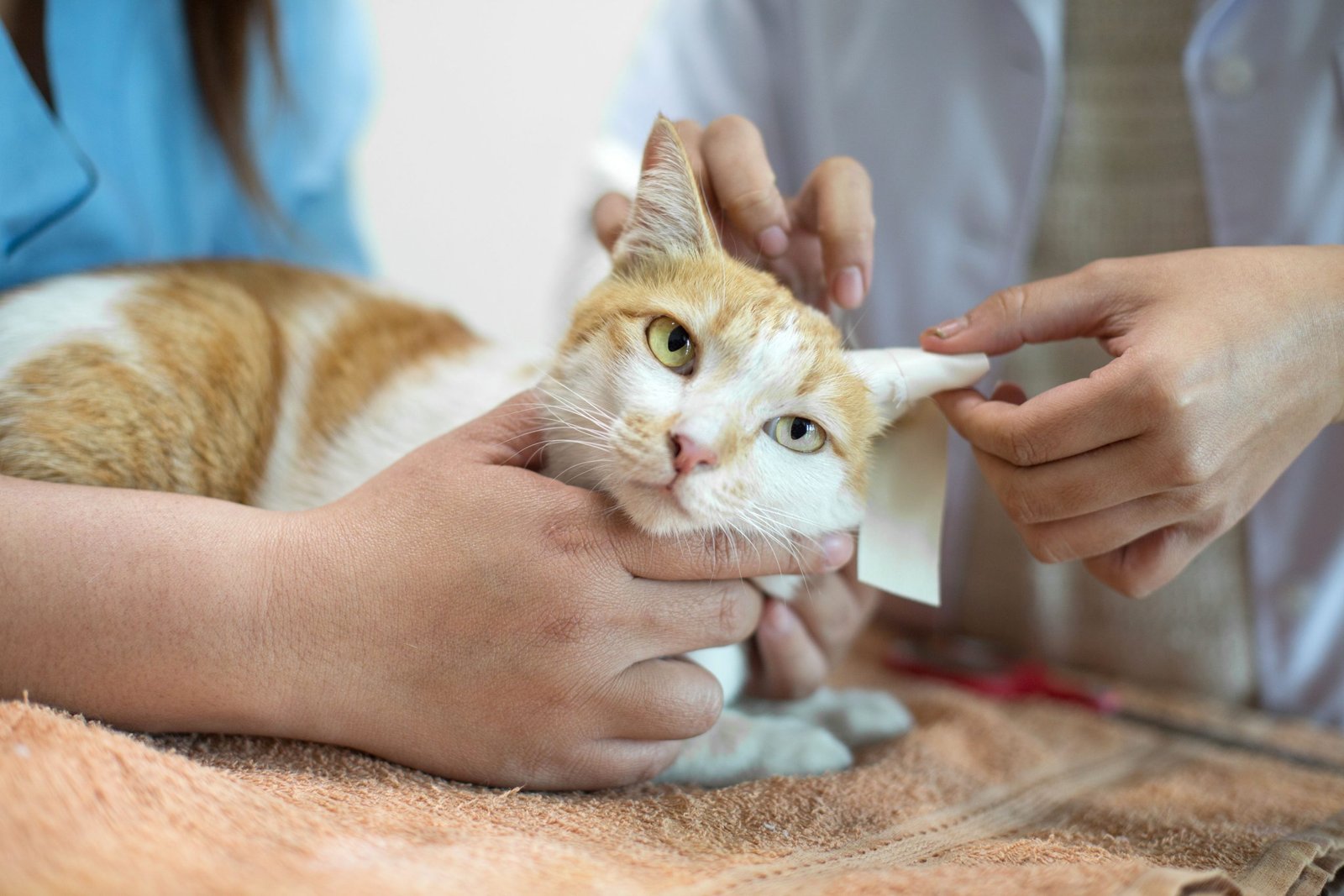 contact Neurological Disorders in Cats