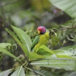 Plum-Headed Parakeet: Bird Species Profile