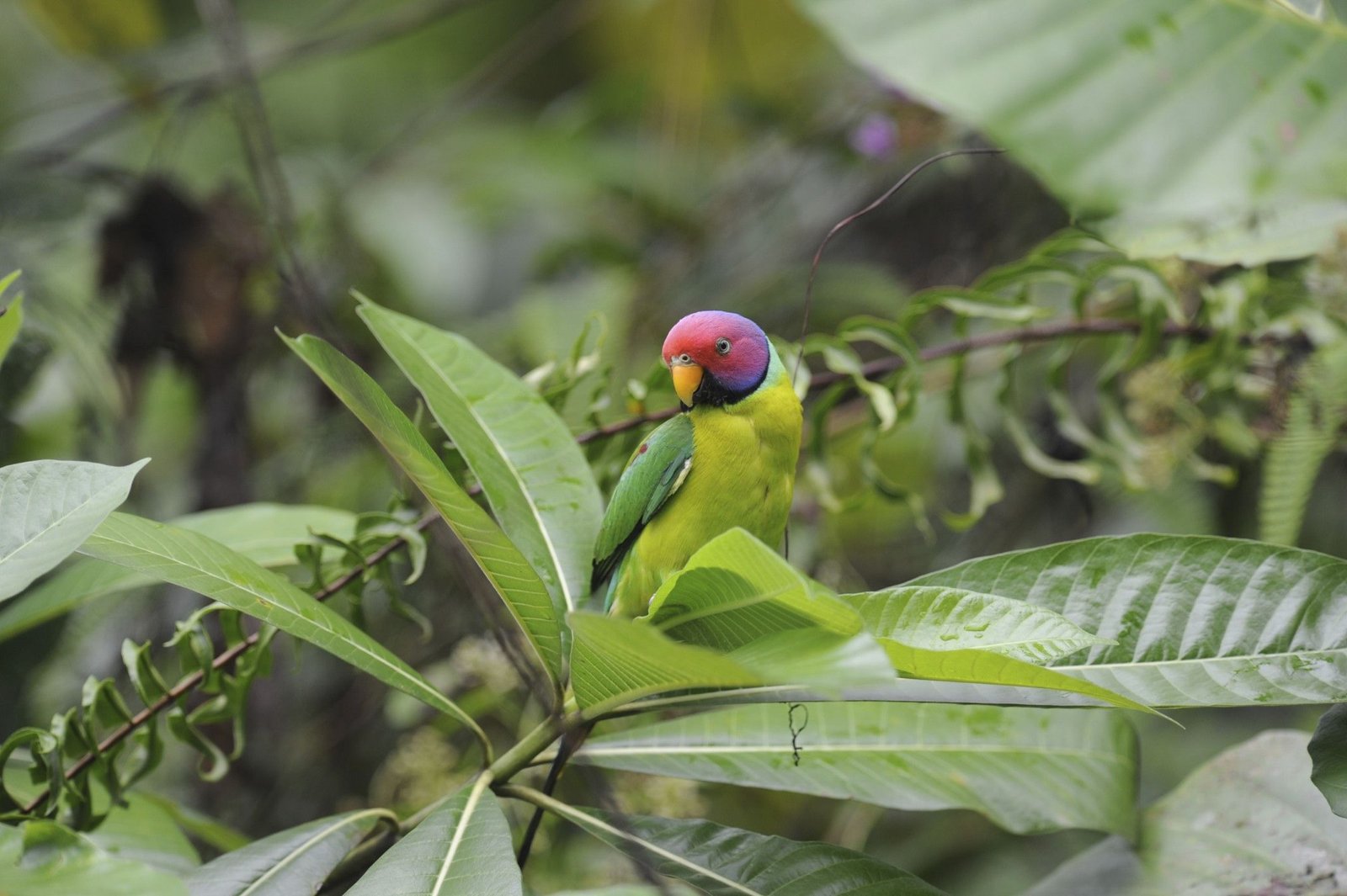 Plum-Headed Parakeet: Bird Species Profile