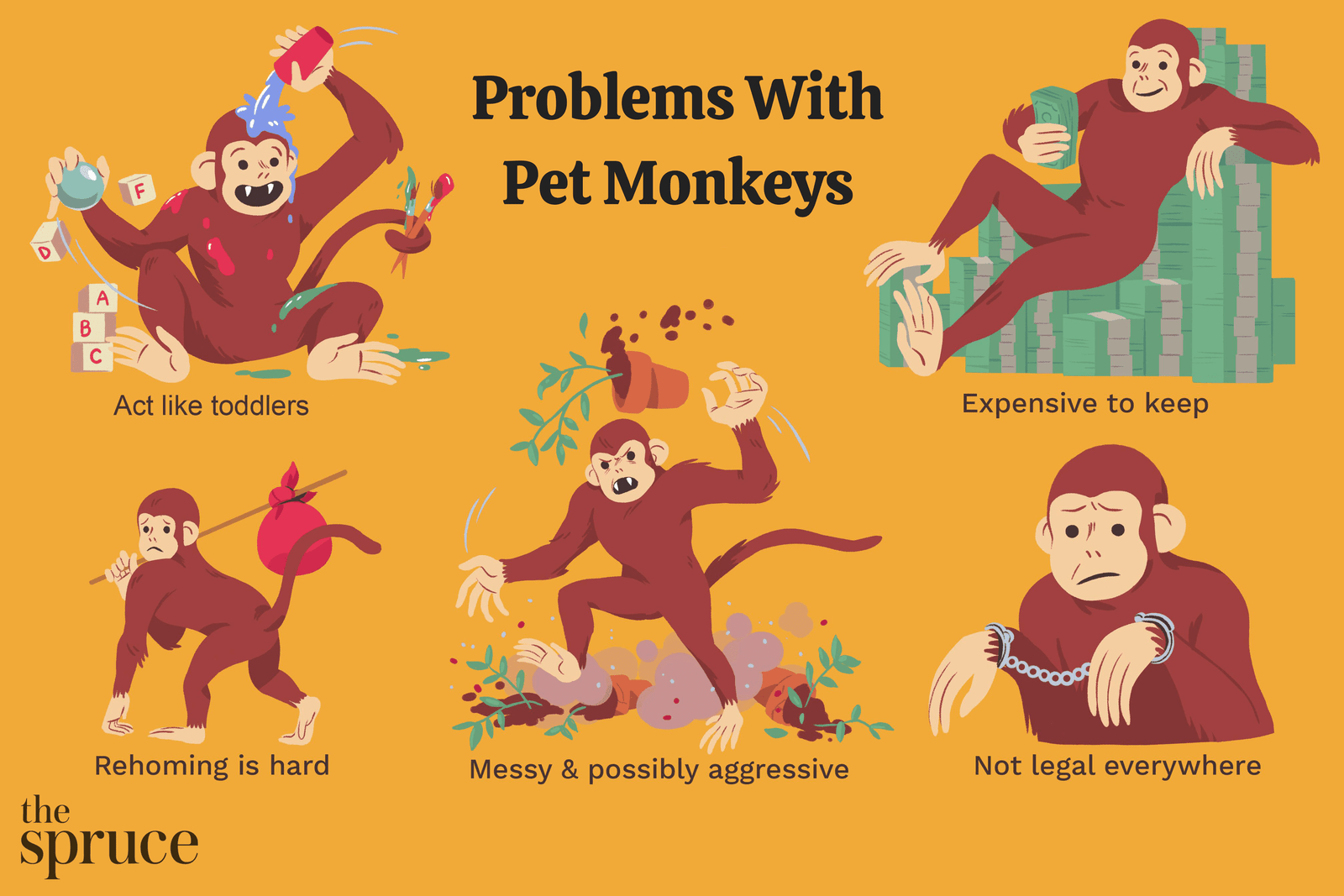 Problems With Keeping a Pet Monkey