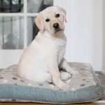 About us Puppies 101: How to Care for a Puppy