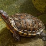 Red-Eared Slider: Species Profile