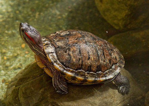 Red-Eared Slider: Species Profile