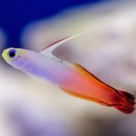 Reef-Safe Saltwater Aquarium Fish