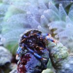 Reef Tank Janitors: Hermit Crabs And Snails