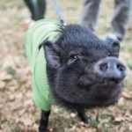 Should You Keep a Potbellied Pig As a Pet?