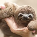 Should You Keep a Sloth As a Pet?