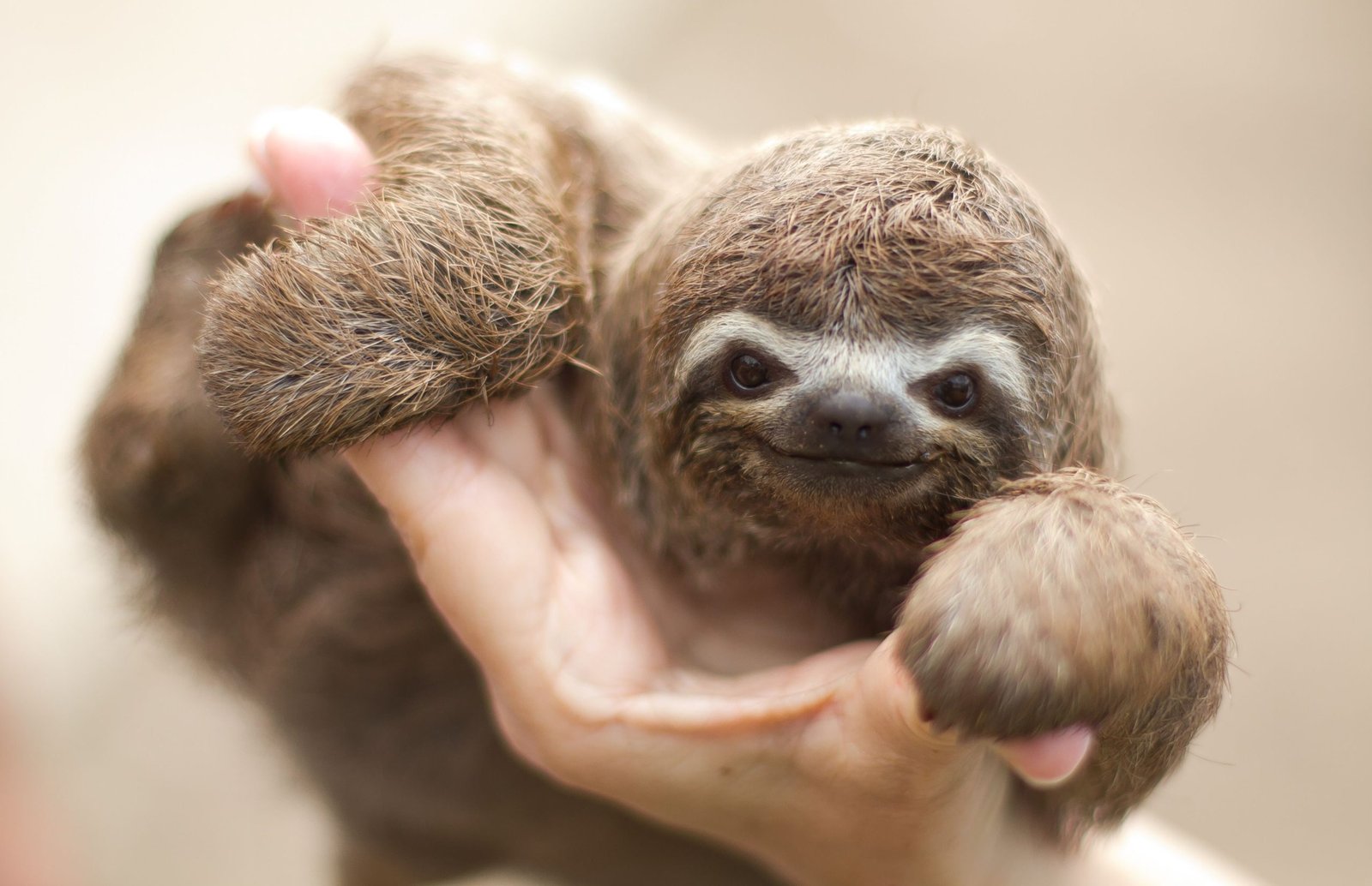 Should You Keep a Sloth As a Pet?
