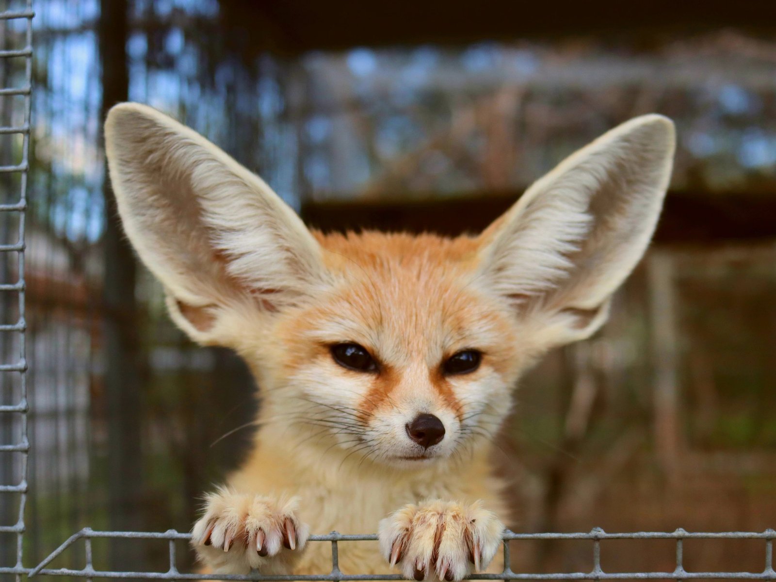 Should You Keep Fennec Fox (Desert Fox) As a Pet?